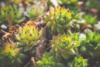 Plant Care A-Z: Keep Yours Alive, Not Dead After 3 Weeks
