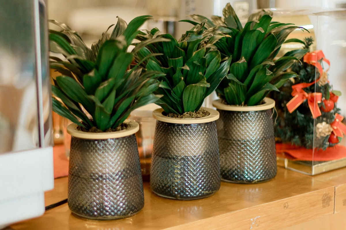 arranged indoor plants in modern living room