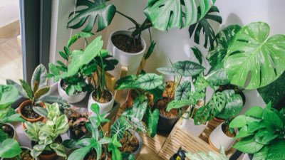 Biofilia en casa: 8 beneficios mentales de tus plantas vivas