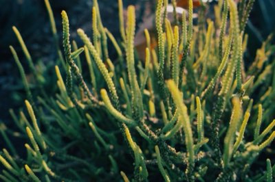 Améliorer son intérieur : Le rôle bénéfique des plantes vivantes