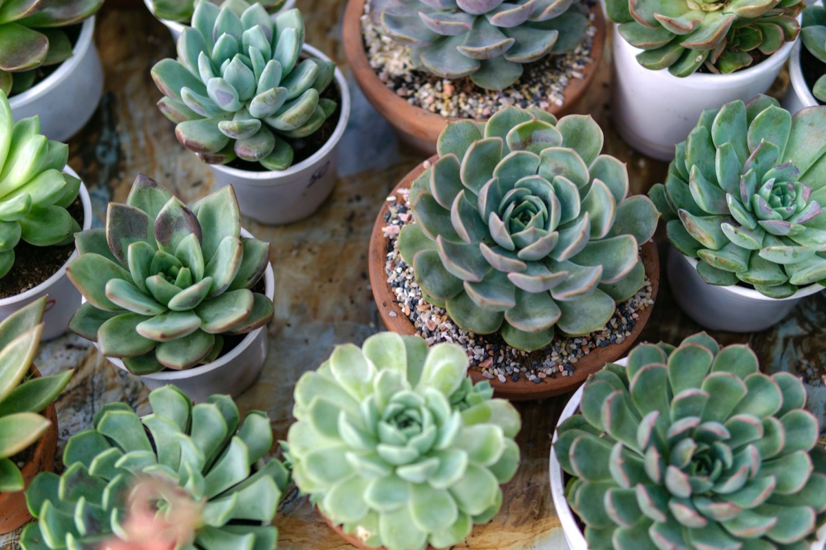 plante succulente avec terre