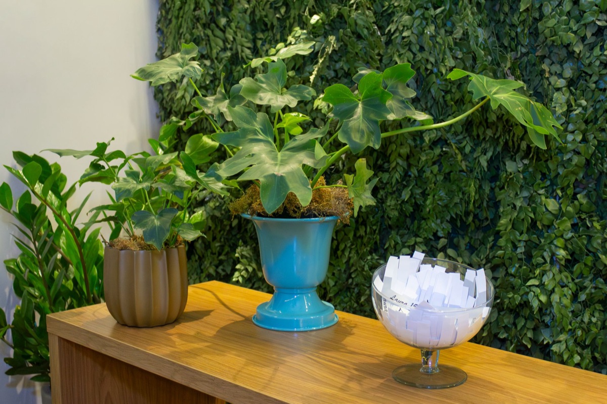 décoration avec plantes indoors