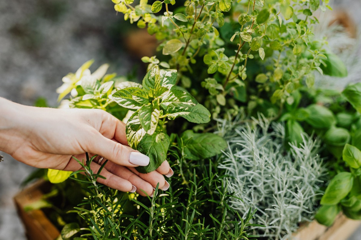 giardino da interiore con luce dorata