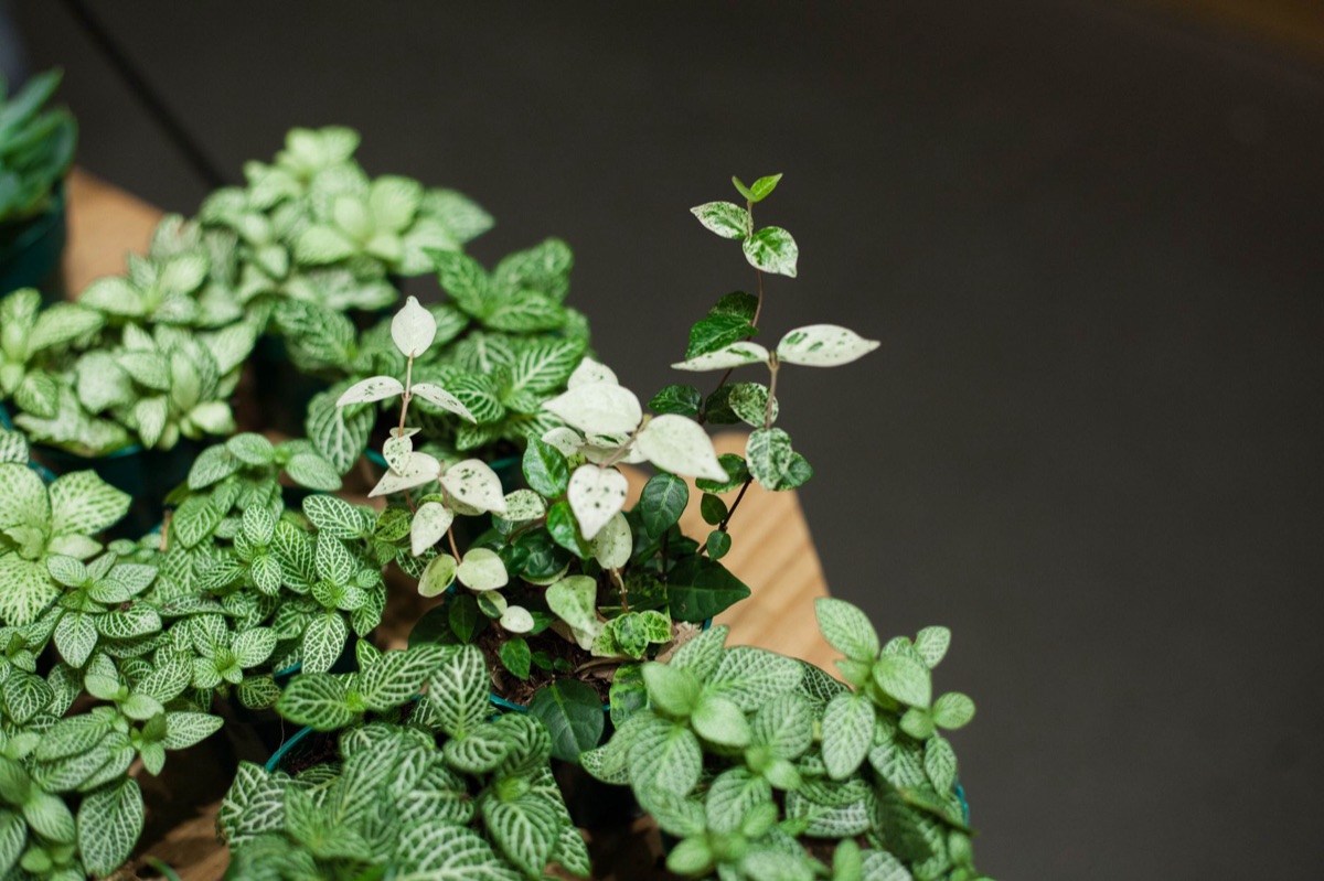 inwendig plantarrangement met zachte lichting