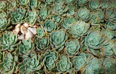 Biofilia em Casa: Como Plantas Reduzem Seu Estresse em 30 Dias