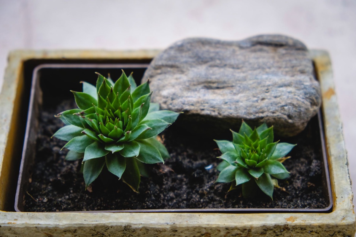 plantas de cacto com solo