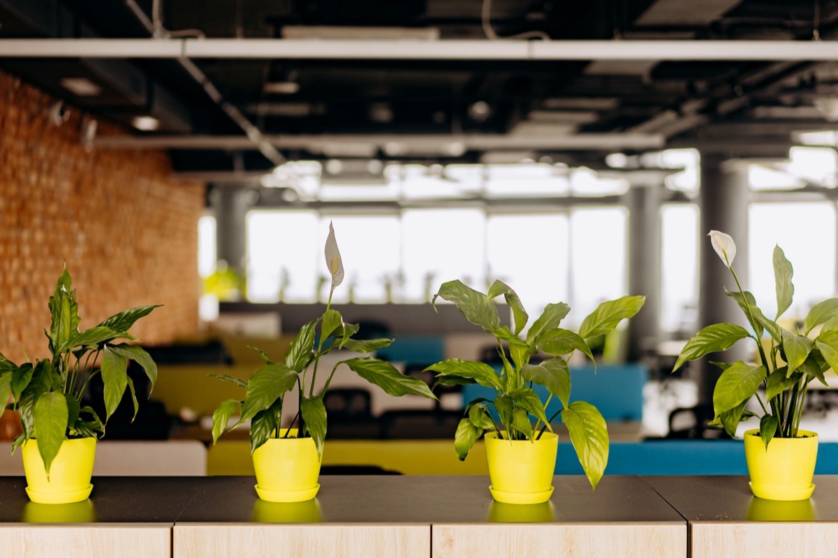 arranjo de plantas indoor