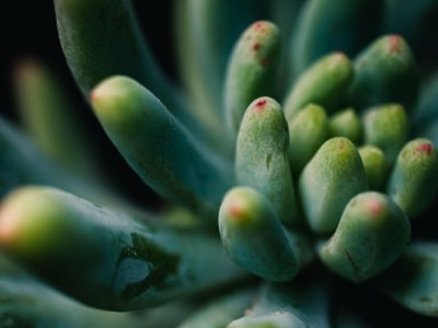 新手入門植物照護：從「殺手」到高手養成保養術完整指南