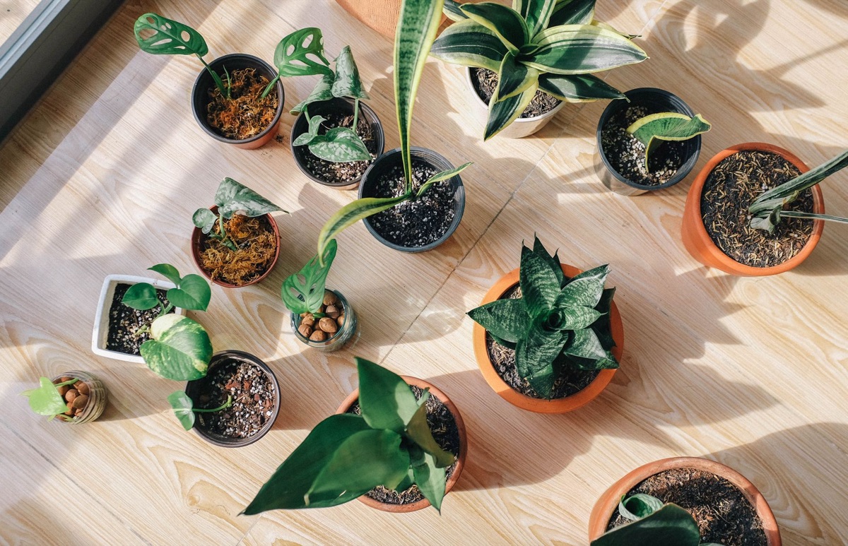 室內植物佈置