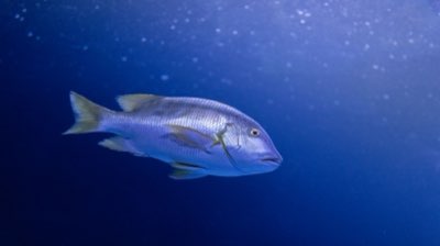 新手避坑指南：淡水釣魚裝備預算與錯誤類型分析完整指南