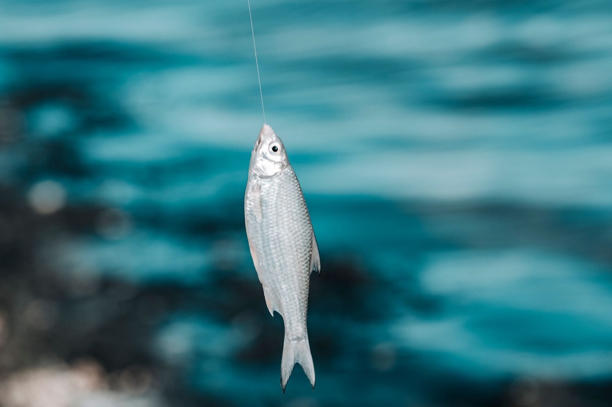 Fish on line with angler in background