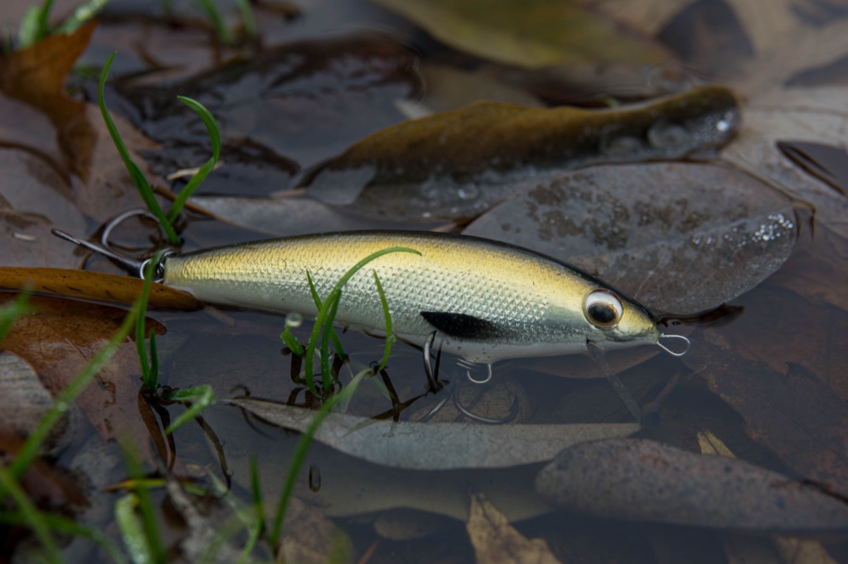 Freshwater fishing lure in natural setting